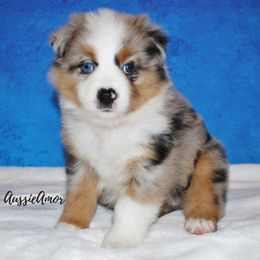 Miniature Australian Shepherd Puppies from Aussie Amor
