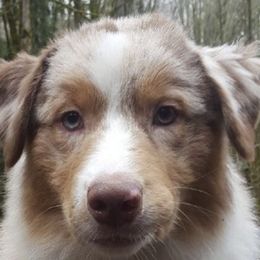 Australian Shepherds from True North Australian Shepherds