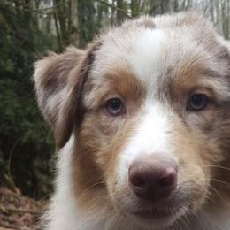 Australian Shepherds from True North Australian Shepherds