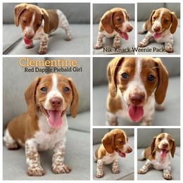 Clementine - Red female Dachshund puppy in Florida from Niki Humphries' Dachshunds