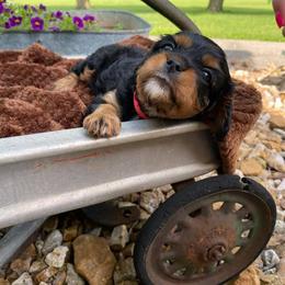 Cavalier King Charles Spaniel Puppies from Stephanie Steward's Cavalier King Charles Spaniels