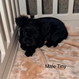 Tiny - Black and tan male Yorkshire Terrier puppy in Gilbert, Arizona from Yorkie Your Soulmate Puppy