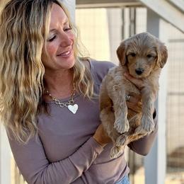 Prince Eric - Brown male Bernedoodle puppy in Yuba City, California from Ranch House Doodles
