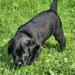 Labrador Retrievers from Timberview Retrievers