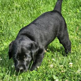 Labrador Retrievers from Timberview Retrievers