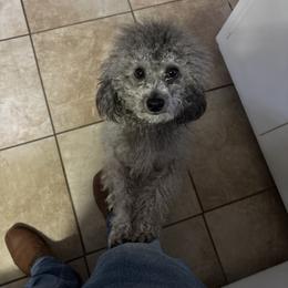 Maverick - Cavapoo