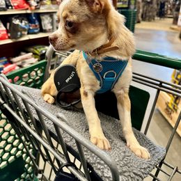 Border Collie and Chihuahua Puppies from Brooks Grove Canines LLC
