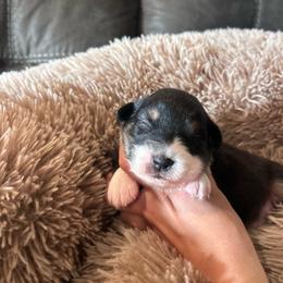 Rue - Black tri-color female Australian Shepherd puppy in Mcmillan, Michigan from Hall-N-Auss Australian shepherds