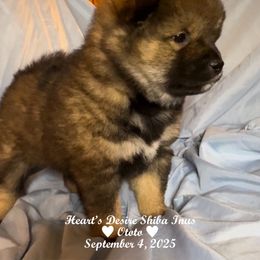Ototo (lil brother) - Sesame male Shiba Inu puppy in Derby, Kansas from Heart’s Desire Shiba Inus