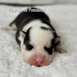 Ike - Black and white male Pomsky puppy in Krum, Texas from Paw-Some Pomskies