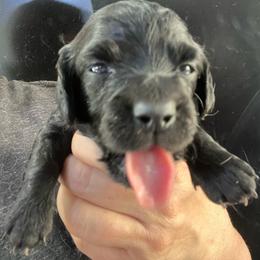 Kaia - Black male Dachshund puppy in Bigfork, Minnesota from Dachshunds Up North
