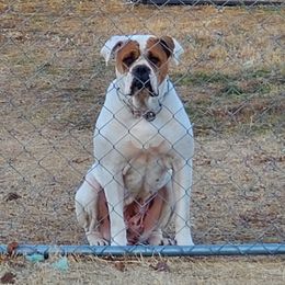 Mustard - Alapaha Blue Blood Bulldog