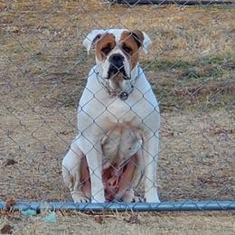 Mustard - Alapaha Blue Blood Bulldog