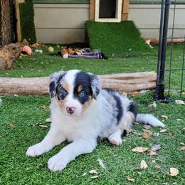 Kal - Blue merle female Border Collie puppy in Morgan, Texas from Shooting Star Ranch