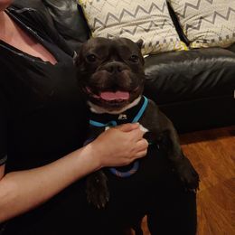 Louie - French Bulldog