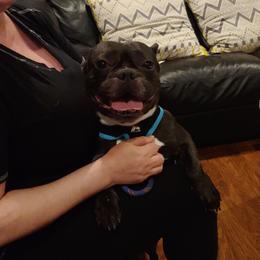 Louie - French Bulldog