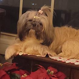 Khalissi - Shih Tzu