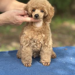 Black Gold Daffodil - Apricot male Poodle puppy in Hicks, Louisiana from BlackGoldToyPoodles
