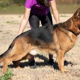 German Shepherds from German Shepherds vom Silberwald