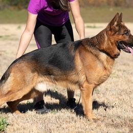 German Shepherds from German Shepherds vom Silberwald