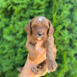 Gunner - Apricot male Cavapoo puppy in Pasco, Washington from Columbia Basin Puppies