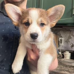 Frosty Mint - Red female Pembroke Welsh Corgi puppy in New York, New York from Ad Astra NYC