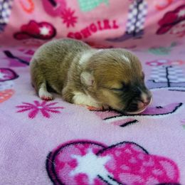 Girl 1 - Sable female Pembroke Welsh Corgi puppy in Oklahoma from DRB Australian Shepherds