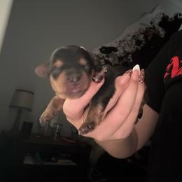 Boy 2 - Black and gold male Yorkshire Terrier puppy in Bakersfield, California from Tiny Tails Yorkies