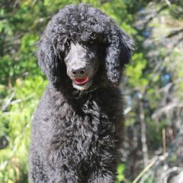 Bluetick Coonhound and Poodle Puppies from Dejah Bleu Kennels