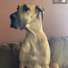 Charlie - Great Dane