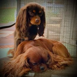 Cavalier King Charles Spaniels from BeSo Cavaliers & BeSo de Chocolate Cavaliers