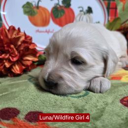 Luna Girl 4 - Light golden female Golden Retriever puppy in Niles, Michigan from Composer Goldens