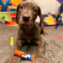 Flora - Chocolate female Great Dane puppy in Norton, Ohio from Guilty Pleasure Great Danes & Frenchies