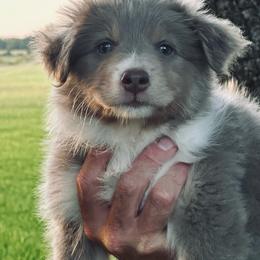 Firefly - Dilute red female Australian Shepherd puppy in Canton, Mississippi from Haven Farms Australian Shepherds