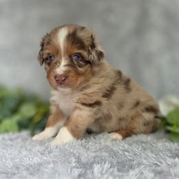 KitKat - Red merle female Australian Shepherd puppy in Summerville, South Carolina from Flowertown Aussies