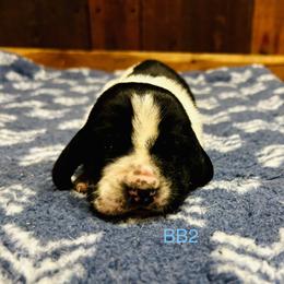 BB2 - Black and white male Basset Hound puppy in Britton, South Dakota from K&S Canines