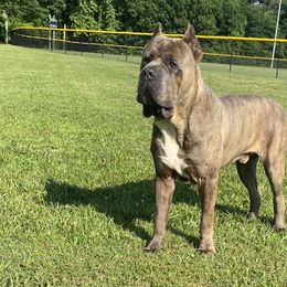 Cane Corso from Davenport Kennel Club