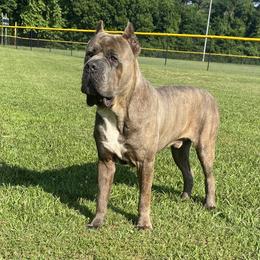 Cane Corso from Davenport Kennel Club
