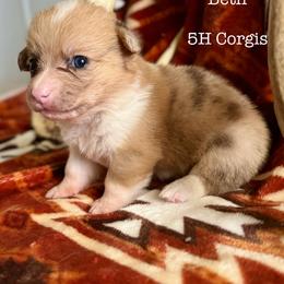 American Corgi Puppies from 5H Corgis