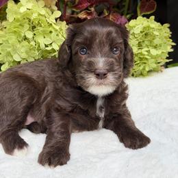 Lula - Chocolate female Australian Labradoodle puppy in Mount Gilead, North Carolina from Tillery Labradoodles