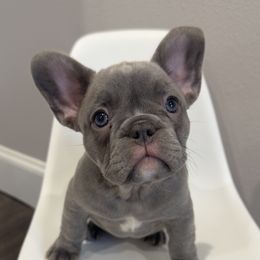 French Bulldog Puppies from Kim Ontiveros
