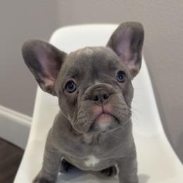 French Bulldog Puppies from Kim Ontiveros