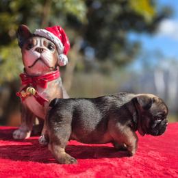 Brown collar boy Vice - Fawn male French Bulldog puppy in Polk City, Florida from Best Friend Frenchies, LLC