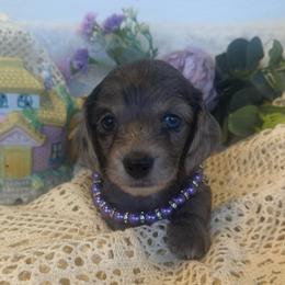 Fiona - Dapple female Dachshund puppy in Saint Peter, Illinois from Ashton’s Doxies of Southern IL