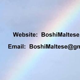 Maltese from Boshi Maltese
