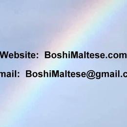 Maltese from Boshi Maltese