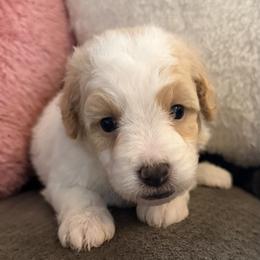 Lucy - Parti female Goldendoodle puppy in Pensacola, Florida from Goldendoodles Love You in Pensacola Friend Edition