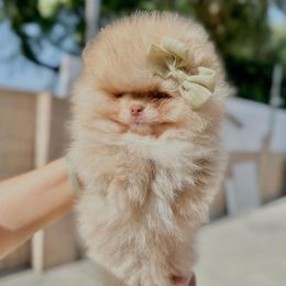 Pomeranian Puppies from Strawberry Pom Poms