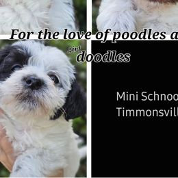 Goldendoodles, Poodles, and Schnoodles from For the LOVE of Poodles, Doodles and Sheepdogs