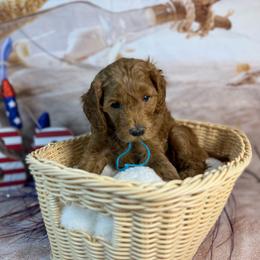 Teddy - Red  male Goldendoodle puppy in Lake Panasoffkee, Florida from Donnas Deluxe Doodles LLC